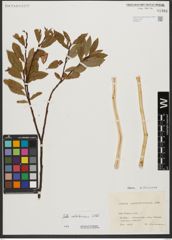 Foto von Salix waldsteiniana Willd.